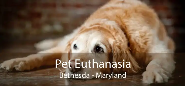 Pet Euthanasia Bethesda - Maryland