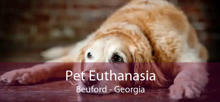 Pet Euthanasia Beuford - Georgia
