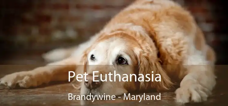 Pet Euthanasia Brandywine - Maryland