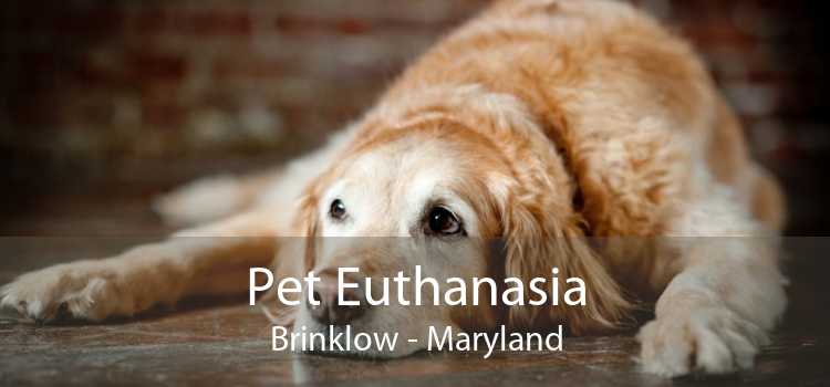Pet Euthanasia Brinklow - Maryland