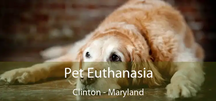 Pet Euthanasia Clinton - Maryland