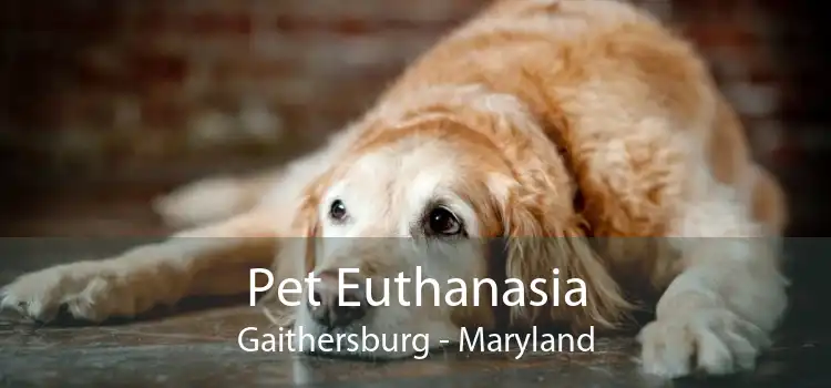 Pet Euthanasia Gaithersburg - Maryland