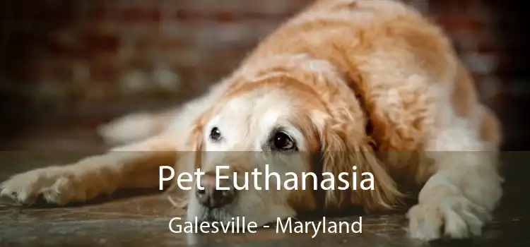 Pet Euthanasia Galesville - Maryland