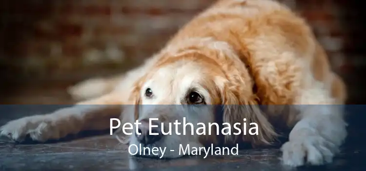 Pet Euthanasia Olney - Maryland