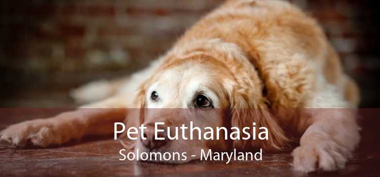 Pet Euthanasia Solomons - Maryland