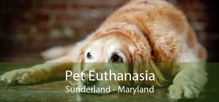 Pet Euthanasia Sunderland - Maryland