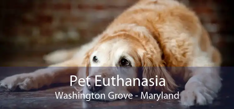 Pet Euthanasia Washington Grove - Maryland