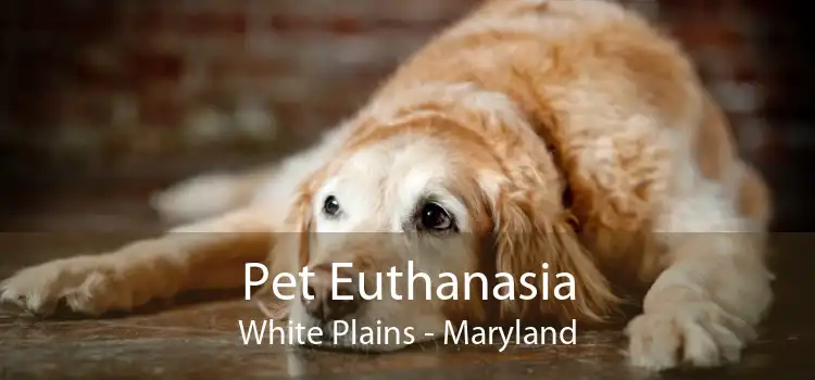 Pet Euthanasia White Plains - Maryland