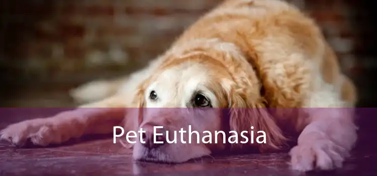 Pet Euthanasia 