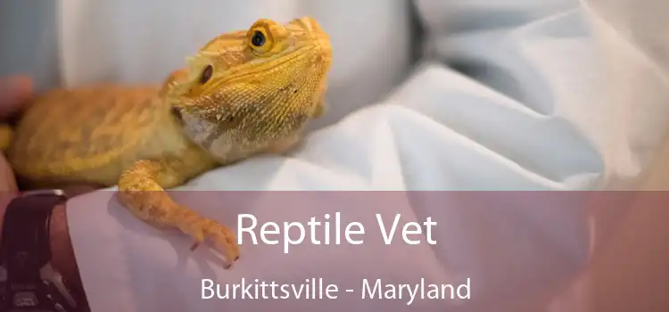 Reptile Vet Burkittsville - Maryland