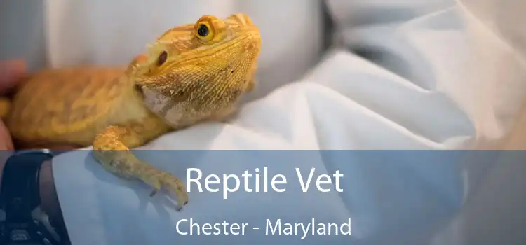 Reptile Vet Chester - Maryland