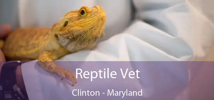 Reptile Vet Clinton - Maryland