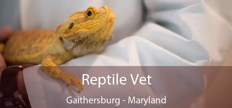 Reptile Vet Gaithersburg - Maryland