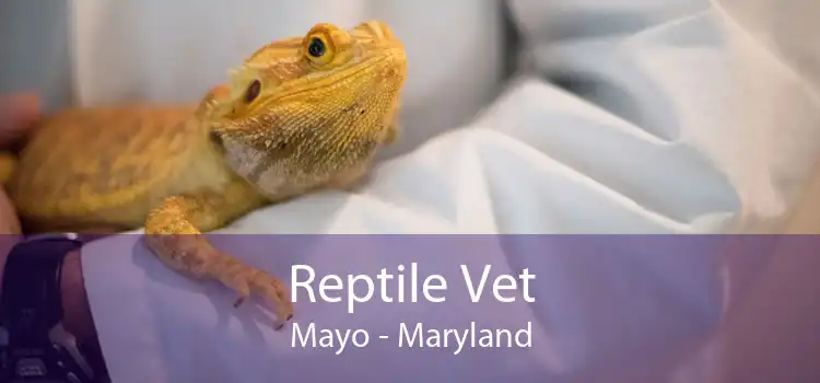 Reptile Vet Mayo - Maryland
