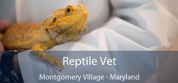 Reptile Vet Montgomery Village - Maryland