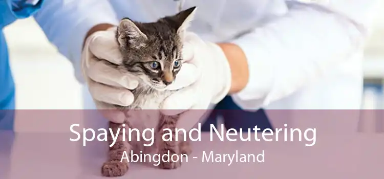 Spaying and Neutering Abingdon - Maryland