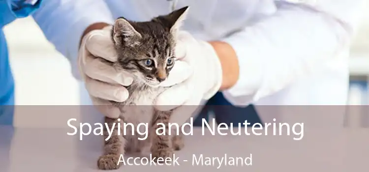 Spaying and Neutering Accokeek - Maryland