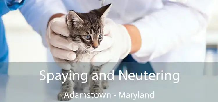 Spaying and Neutering Adamstown - Maryland