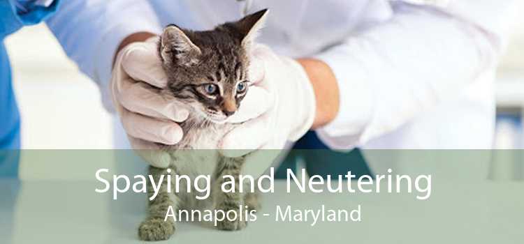 Spaying and Neutering Annapolis - Maryland