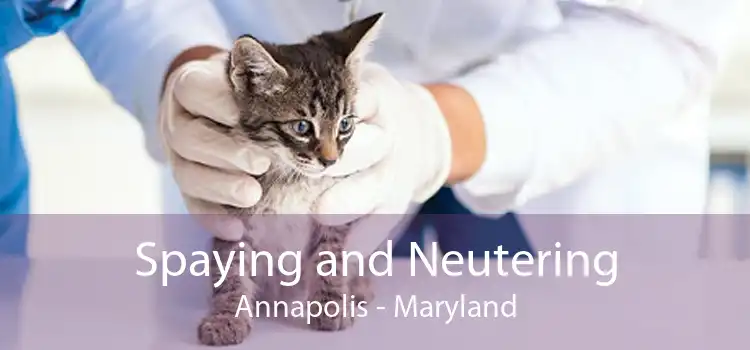 Spaying and Neutering Annapolis - Maryland
