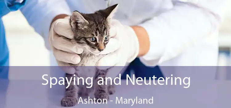 Spaying and Neutering Ashton - Maryland