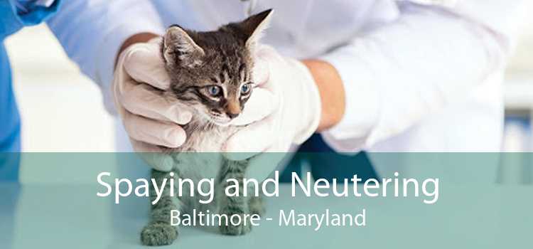 Spaying and Neutering Baltimore - Maryland