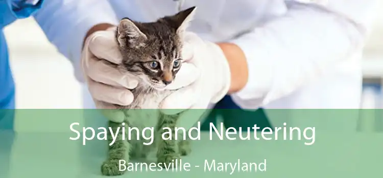 Spaying and Neutering Barnesville - Maryland