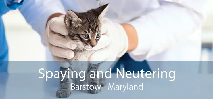Spaying and Neutering Barstow - Maryland