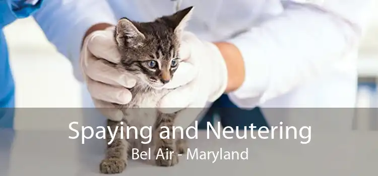Spaying and Neutering Bel Air - Maryland