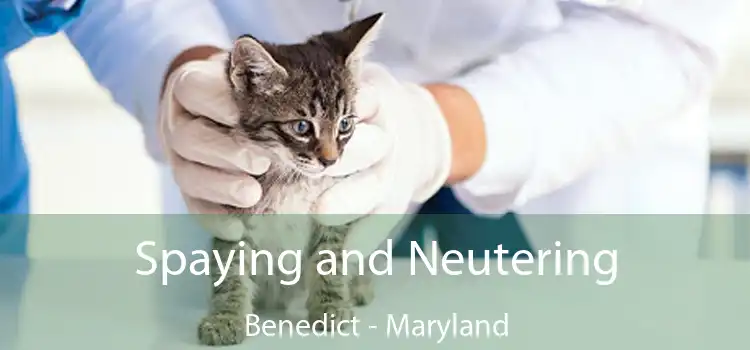 Spaying and Neutering Benedict - Maryland