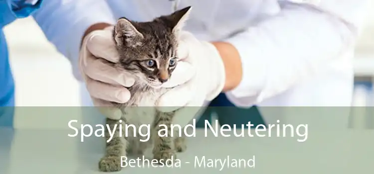 Spaying and Neutering Bethesda - Maryland