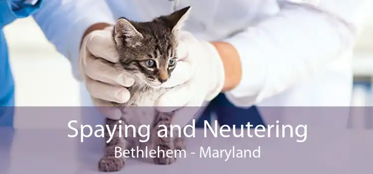 Spaying and Neutering Bethlehem - Maryland