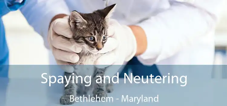 Spaying and Neutering Bethlehem - Maryland