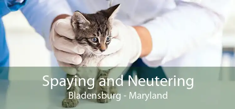Spaying and Neutering Bladensburg - Maryland