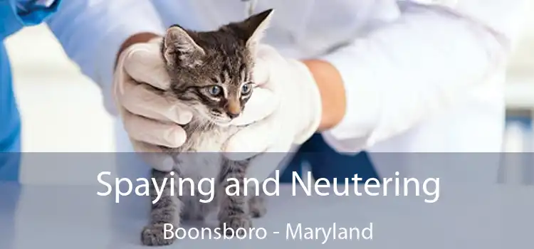 Spaying and Neutering Boonsboro - Maryland