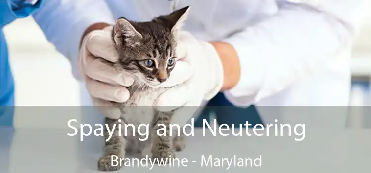 Spaying and Neutering Brandywine - Maryland