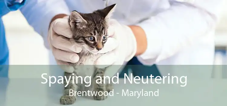 Spaying and Neutering Brentwood - Maryland