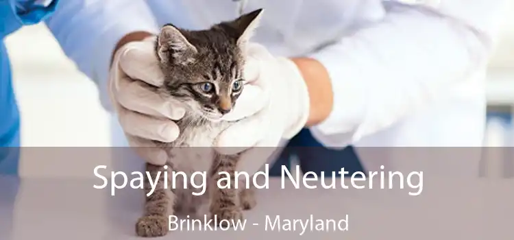 Spaying and Neutering Brinklow - Maryland