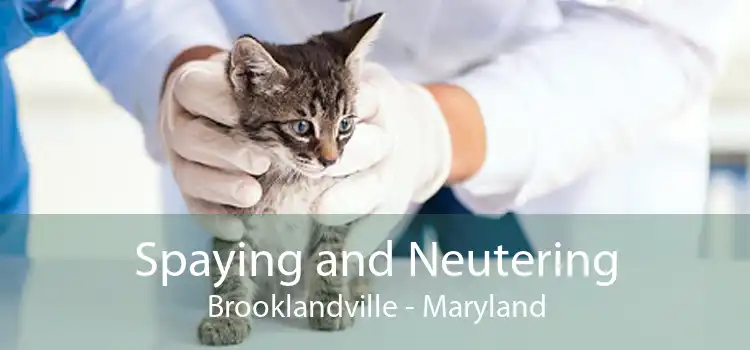 Spaying and Neutering Brooklandville - Maryland