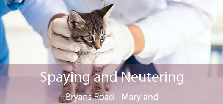 Spaying and Neutering Bryans Road - Maryland