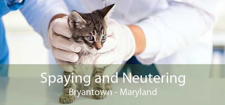 Spaying and Neutering Bryantown - Maryland
