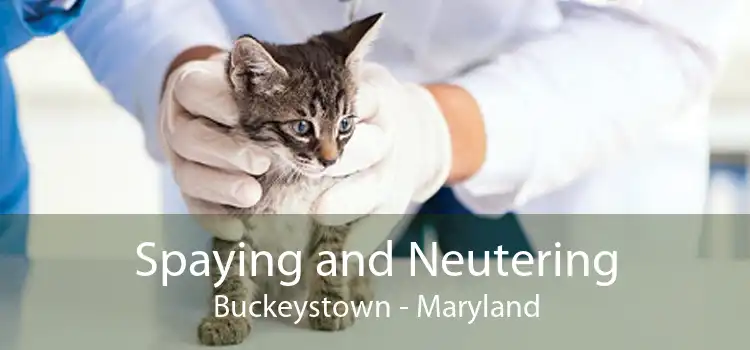 Spaying and Neutering Buckeystown - Maryland