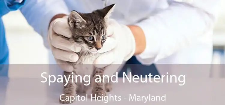 Spaying and Neutering Capitol Heights - Maryland