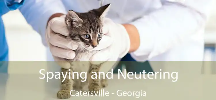 Spaying and Neutering Catersville - Georgia