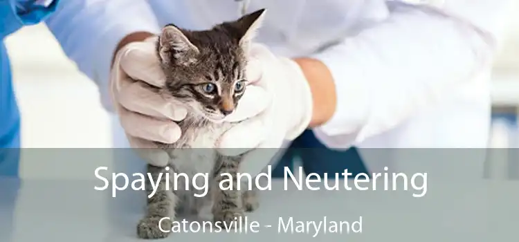 Spaying and Neutering Catonsville - Maryland