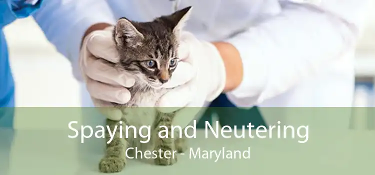Spaying and Neutering Chester - Maryland