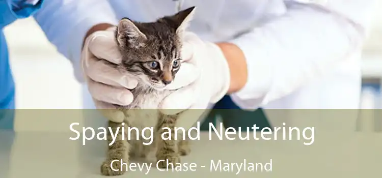 Spaying and Neutering Chevy Chase - Maryland