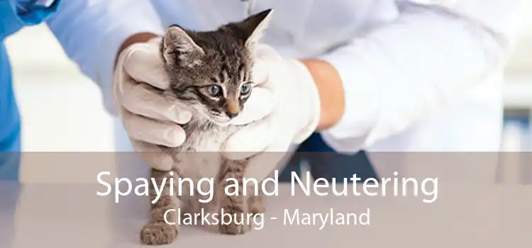 Spaying and Neutering Clarksburg - Maryland