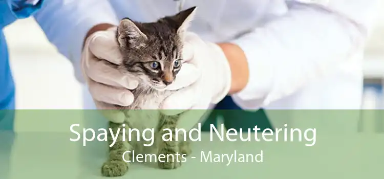 Spaying and Neutering Clements - Maryland