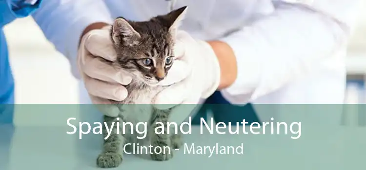 Spaying and Neutering Clinton - Maryland
